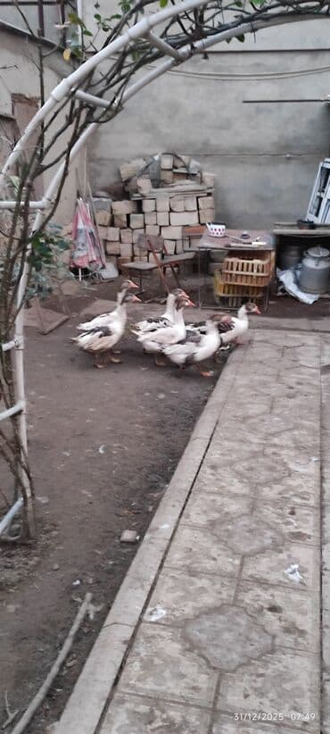 qaz ordey: Erkək, | Lal ördək, Damazlıq — 5