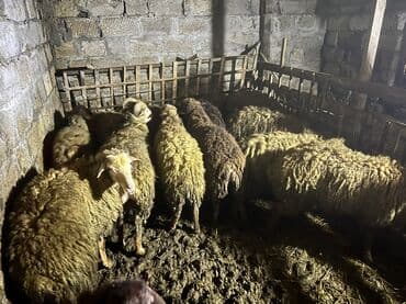 передержка кошек баку: 3 ay bordağ saxlanmış toxlulardı 9 aylıqdır diri çəki 9,50 Azn — 4