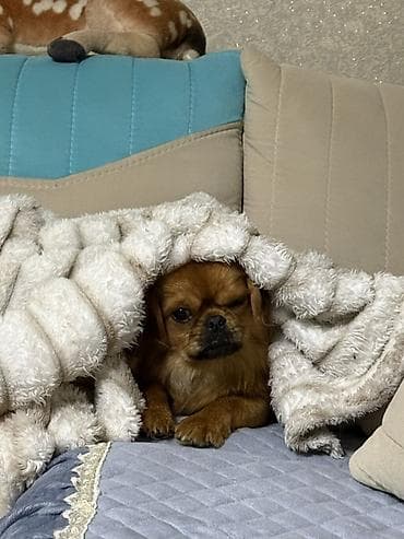 pulsuz pişik balalari 2020: Pekines, 7 ay, Erkek, Peyvəndli, Ödənişli çatdırılma — 3