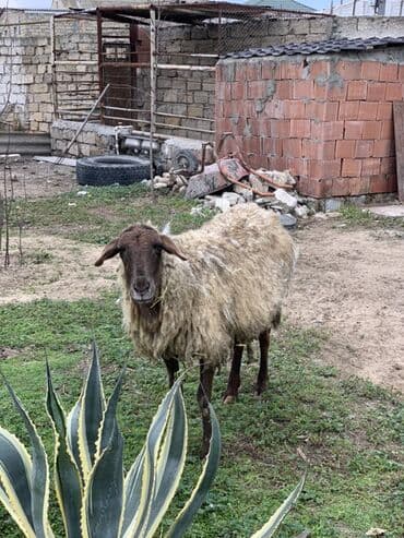 Digər kənd təsərrüfatı heyvanları: Boğaz qoyun satılır yekə iri qoyundu yelində eliyib — 1