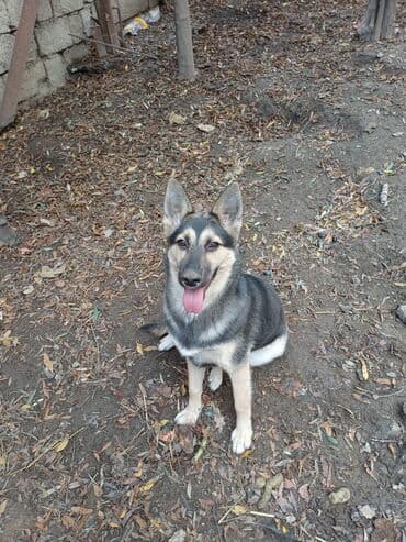 alman coban iti balaları: Alman çoban iti — 1