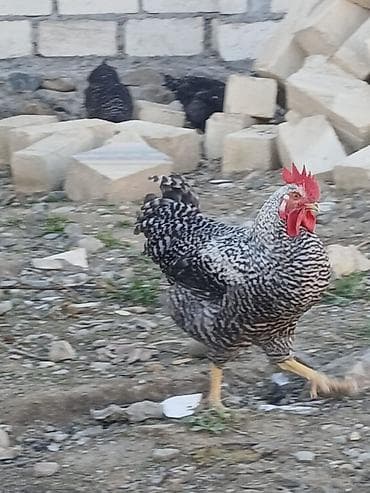 lalafo.az heyvanlar itler: Xarkov — 2