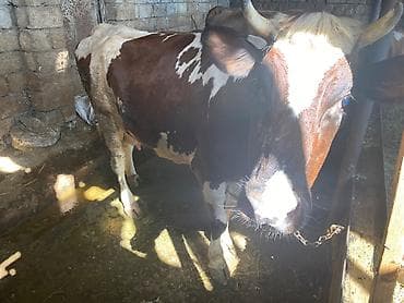 Ana bala südlük inək
