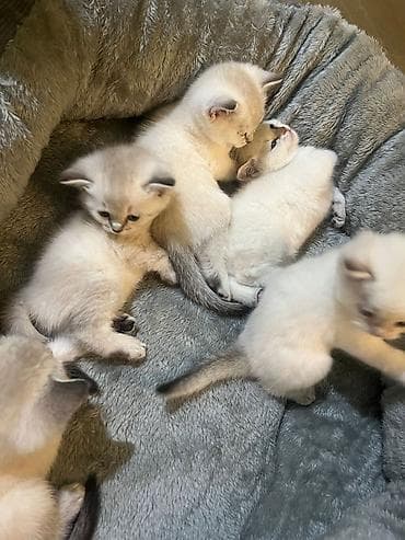 balaca akvarium: Britan, Erkək, Dişi, Yaxşı əllərə, Ünvandan götürmə, Pulsuz çatdırılma, Ödənişli çatdırılma — 7