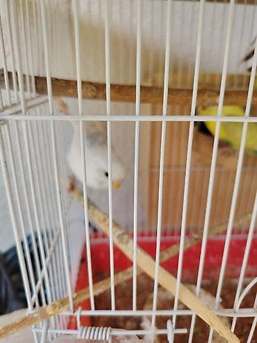 bala afçarka: ​🦜 SAĞLAM VƏ BAXIMLI TUTUQUŞULAR SATILIR! ​Ev şəraitində böyüdülmüş — 2