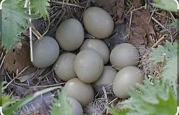 yumurtalar: Qirqovul yumurtasi.cuce chixarmaq uchunde uygundur — 1