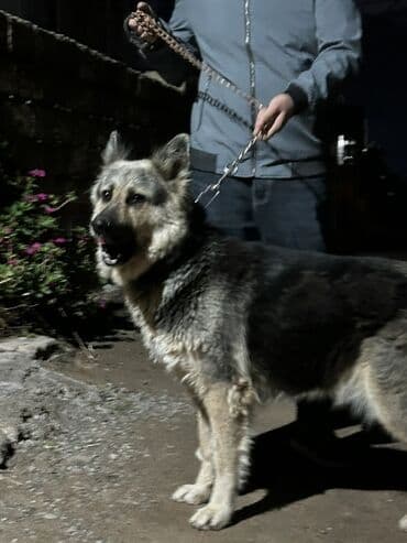 Alman çoban iti, 2 il, Dişi, Peyvəndli, Pulsuz çatdırılma lalafo.az -da Alman çoban iti, 2 il, Dişi, Peyvəndli, Pulsuz çatdırılma