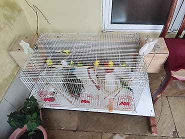 cutles: Dalmatin və klassik rəngli dalğalı papağanlar (budgerigar) – quşxana — 7