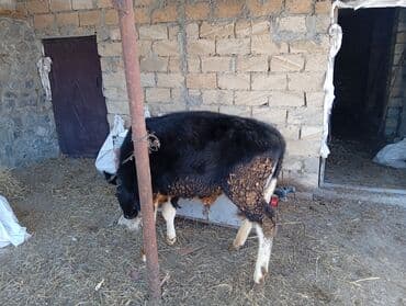 simental erkek dana: 8 aylıq sot dana 100 kilo əti var baxılası danadı şəkinin qoxmuq kəndi — 5