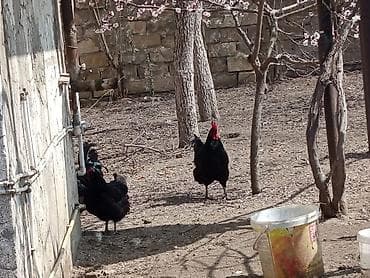 Toyuq, Australorp, Damazlıq, Ünvandan götürmə lalafo.az -da Toyuq, Australorp, Damazlıq, Ünvandan götürmə