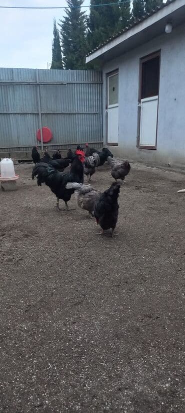 Avstrolob yumurtası və cucəsi sifariş olnur sifariş qabagcadan