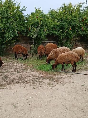 en ucuz uce: Salam öz heyvanlarımdı yaxşı saxlanmalı heyvanlardı damazdığdı ümumi — 7