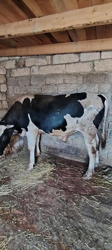 kök dana: Salam Allah hamiya xeyir versin inwAllah 2 eded heyvandi super — 6