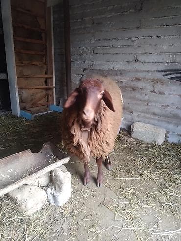 Птицы: Qoyunlar – Azərbaycanda yerli cins, qəhvəyi rəngdə, uzun yunlu Məhsul — 2