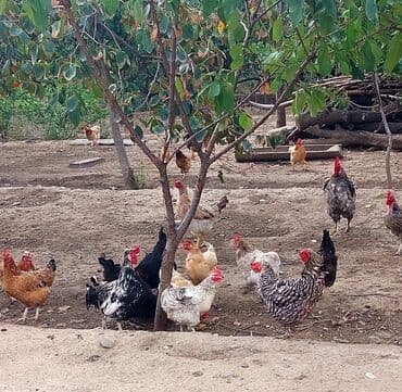 породистые собаки в добрые руки: Fermada yetişdirilmiş müxtəlif cinslərdən ibarət toyuqlar. Qəhvəyi — 1