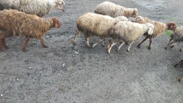 ekiz balali qoyun: Sağlam boğaz qoyunlar 9 başdı — 4