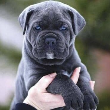 qafqaz coban itləri: Kane-Korso, 1 ay, Erkek — 1