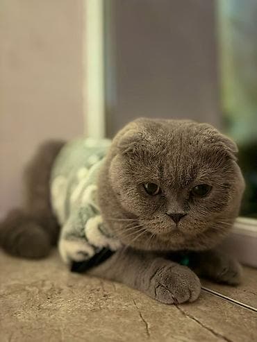 munchkin pişik: Şotland, Erkək — 10