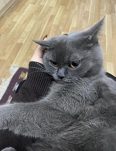 dişi pişiklər: Britan, Dişi, Yaxşı əllərə — 4