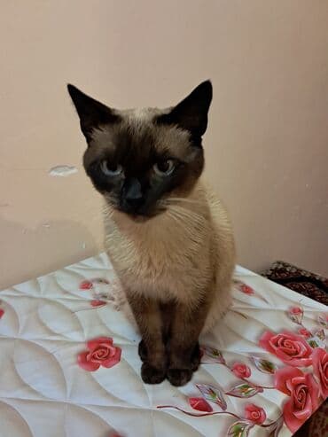 купить сиамского котенка: Сиамская, Самец, Для вязки — 1