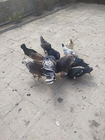 Mal-qara: Kom satılır hunduska xoruzun 6 klo çəkisi var real alıcıya endirim var — 9