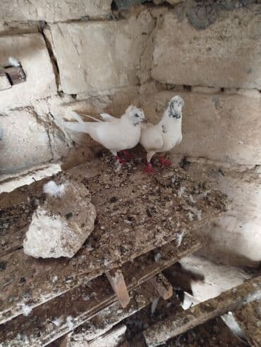 пудель в добрые руки: Şəkillərdə müxtəlif rənglərdə və bəzi fərqli xüsusiyyətlərə malik — 7