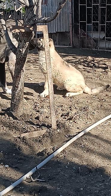 tap.az heyvanlar itler: Kanqal — 5