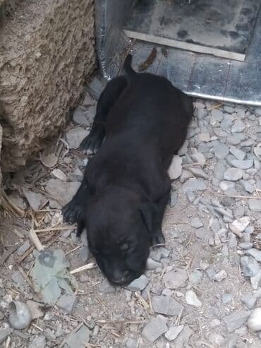 pitbull satış: Питбуль, 1 месяц, Самка — 1
