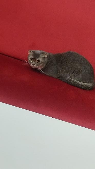 Şotland yastı qulaq, Dişi, Ödənişli çatdırılma