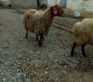 balasına sud verməyən qoyun nə adlanır: Məhsul: Qoyunlar - Növ: Yerli (ehtimalən qaragül/yağlı quyruq tipli) — 7