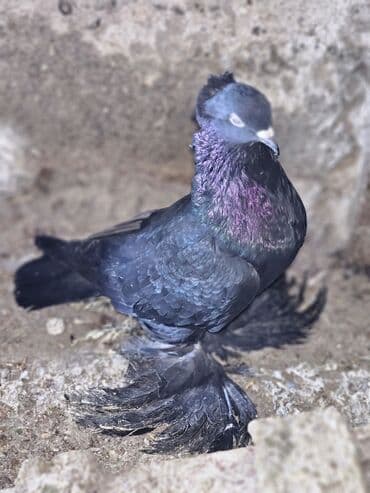 Changan: Cemi 3 qusdur.2si hazir cutdu biride onlardan cixma maya qusdur. Cute — 2