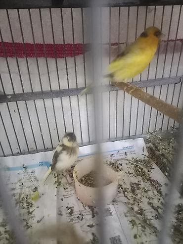 Tutuquşları: Sarı-qara rəng çalarlarına malik kanareyalar - Rəng: limon sarısı, ağ — 3