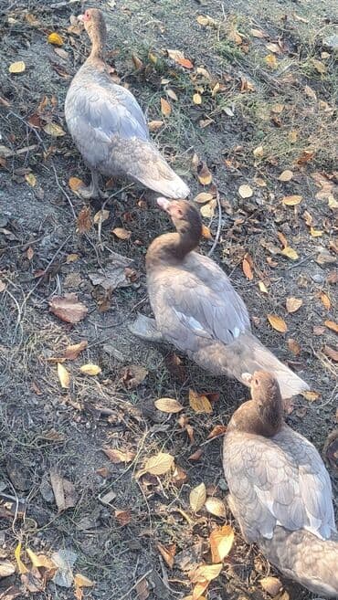 qaz balası satilir: Dişi, | Macar, Ətlik, Pulsuz çatdırılma — 3