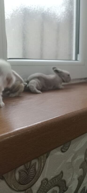 Gəmiricilər: Akor balası 8 manat - Cins: akor (ev dovşanı) - - Rənglər: krem — 3