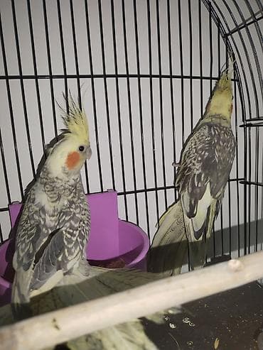 Gəmiricilər: Məhsul: Nimfa (Cockatiel) cütlüyü – “perl”/“pied” rəng mutasiyası — 1