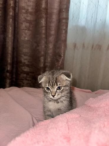 pişik yuva: Şotland yastı qulaq, Dişi — 6