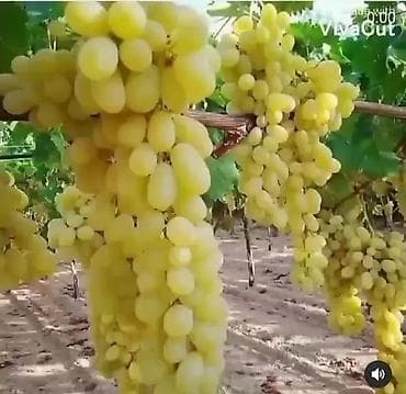 Uzum bagı satılır 5 hektar 3.5 hektar uzum 2h meyvə bagıdır gilas