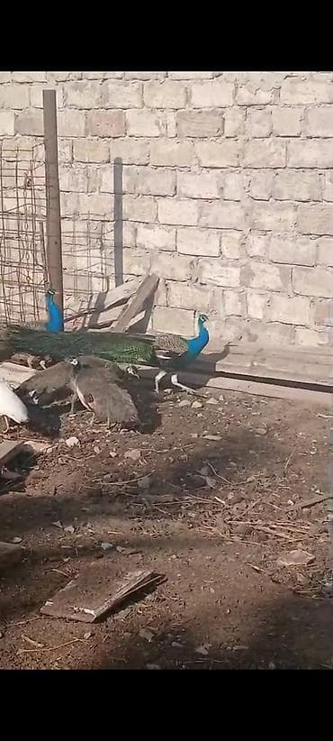 dovwan satiwi: Salam,super saqlam Tavusquşular satilir erkeyde var dişide aylari 7,8 — 8