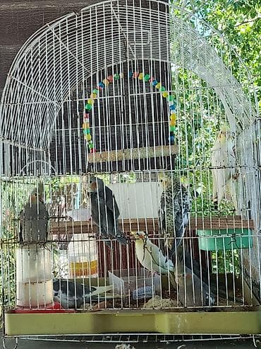 at satilir: Satilir karela 6 dene baladi 2 dene boyuk du biri 16 manatdan satilir — 1