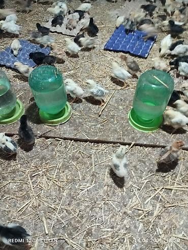 1 aylıq cücələr: Toyuq cücələri, Ətlik — 5