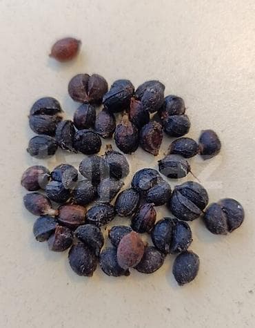 palma agaci: Vaşinqton ( palm) toxumları satılır. bir ədədi 20 qəpik. çox alana — 2