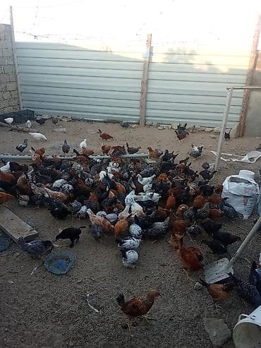 Salam Alekum Allah hamin Ruzisini bol elesin kende 2ayliq kende lalafo.az -da Salam Alekum Allah hamin Ruzisini bol elesin kende 2ayliq kende
