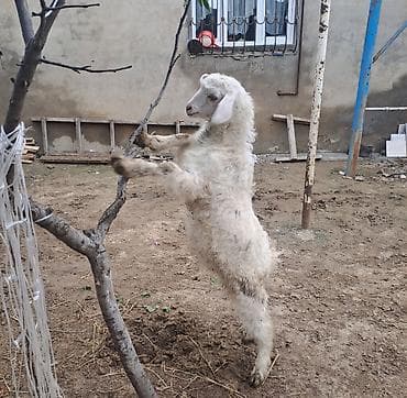 saanen kecileri: Sanen keçiləri 1dişi 1 erkək 2 bala (biri dişi biri erkək bala) dişi — 5