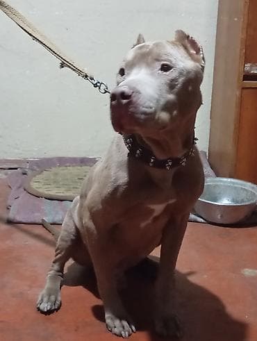 qaz balasi nece gune cixir: Pitbul, 2 il, Erkek, Ödənişli çatdırılma — 4