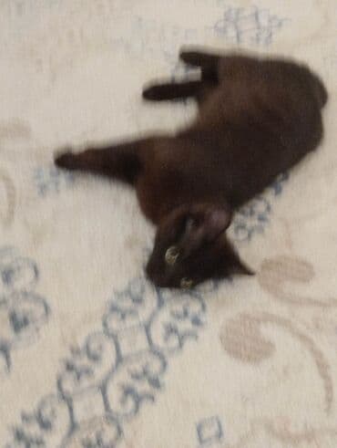 İtlər: Yaxşı əllərə — 5