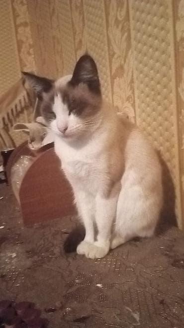 Ищу кашку пароды сон шоо