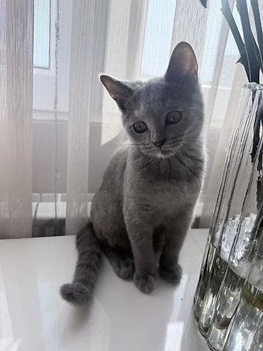 Akvariumlar: Britan 4 ayliq balalar cox munasib disidir — 4