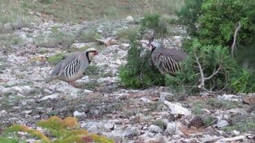 munchkin pişik qiymeti: Kəklik tam saglam təbbi şəraitdə boyuyub bitun vaksini vitamini — 1