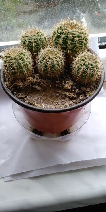 limon duzu qiymeti: Otaq bitkiləri — 2