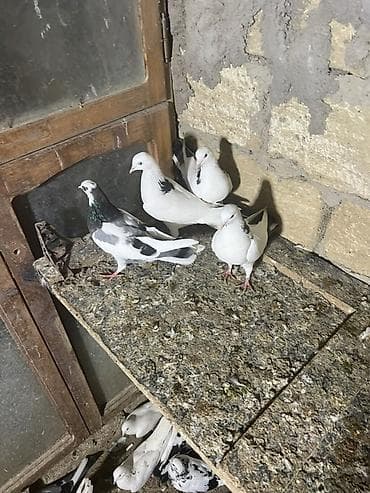 qus nömreleri: Məhsul: Ev göyərçinləri (ağ-qara naxışlı) Təsvir: - Şəkillərdə ağ — 2